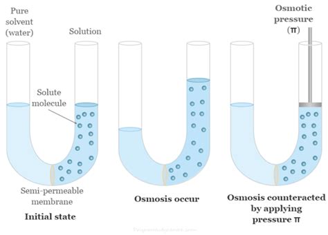Osmotic Pressure Definition - Cell Biology Key Term |... - wintechmobiles.com