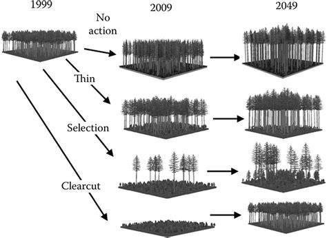 Other silvicultural operations | Forest management - raincitystudios.com