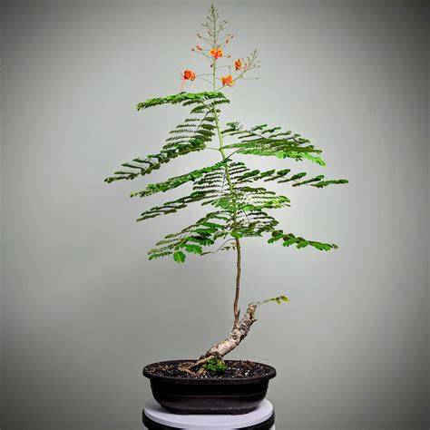 Our 10 Best Delonix Regia Bonsai in the US - March 2026 ... - raincitystudios.com