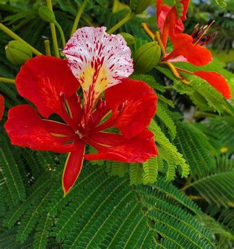 Our 10 Best Delonix Regia Live Plant in the US - March 2026 ... - raincitystudios.com