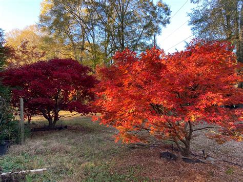 Our Clients — Focal Point Trees - Specimen Japanese … - raincitystudios.com