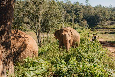 OUR ELEPHANTS | Hidden Forest Elephant Reserve - raincitystudios.com
