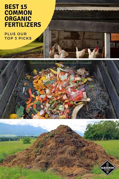 Our List of the Best 15 Common Organic Fertilizers - raincitystudios.com