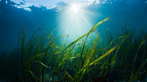 Our oceans and the fight against climate change - BBC … - raincitystudios.com