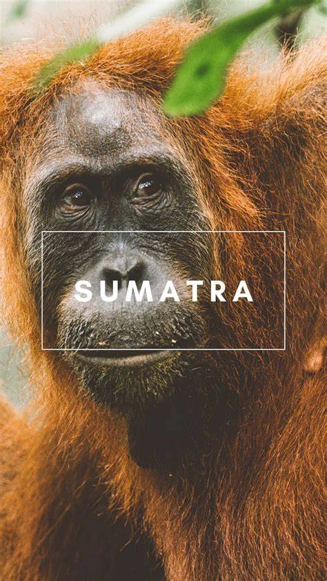 Our Work in Sumatra - International Rhino Foundation - raincitystudios.com