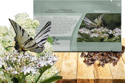 Outsidepride White Swamp Milkweed Seeds - 1000 Pcs Perennial, … - raincitystudios.com