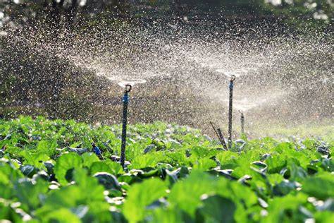Overhead Sprinkler Irrigation royalty-free images - Shutterstock - raincitystudios.com