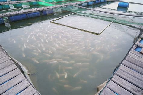 Overview of Freshwater Aquaculture of Tilapia in the Philippines - raincitystudios.com