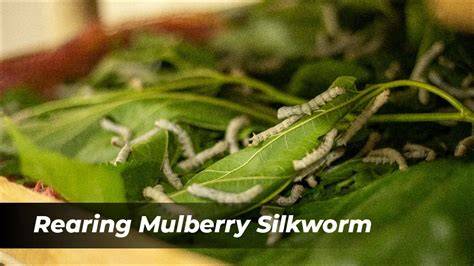 Overview of Mulberry Silkworm Rearing - PandaSilk - raincitystudios.com