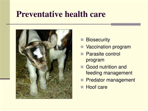 Overview of Preventative Health Care and Husbandry of Goats - raincitystudios.com