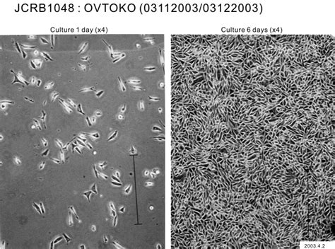 OVTOKO cell line AcceGen