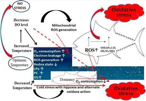 Oxidative metabolism of chemical pollutants in marine organisms ... - raincitystudios.com