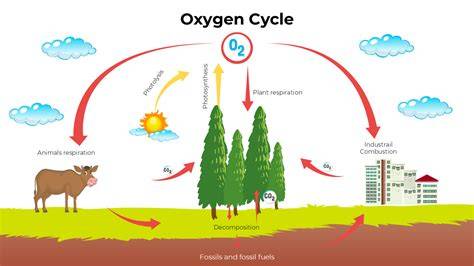 Oxygen and Carbon Dioxide Cycle - Biology Dictionary - raincitystudios.com