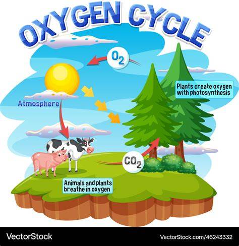 Oxygen Cycle: Process and Importance | Earth Reminder - raincitystudios.com