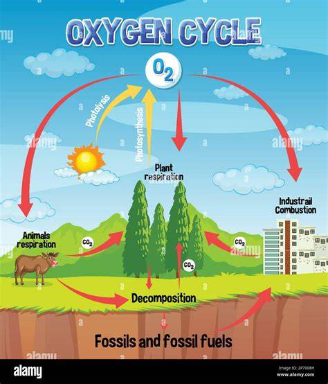 Oxygen Cycle - Laboratory Notes - raincitystudios.com