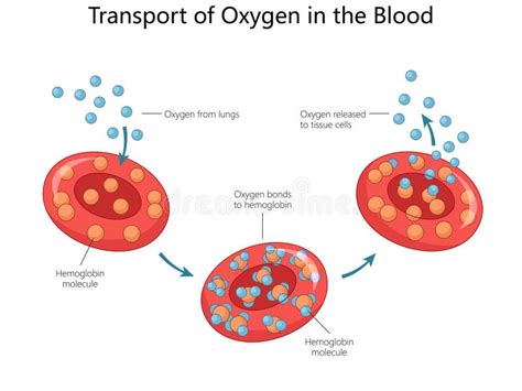 Oxygen Transport in Blood | Process & Purpose - muktibox.com