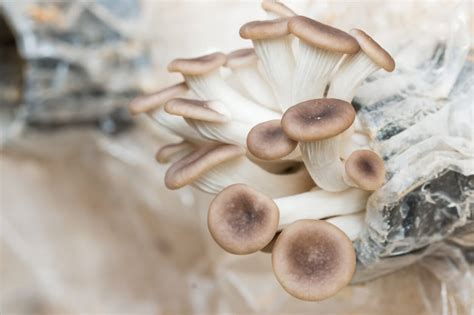 Oyster Mushroom Substrate: Perfect 10-Pound Recipe … - raincitystudios.com