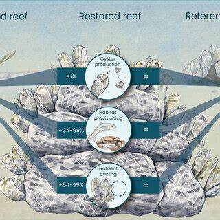 Oyster reef restoration facilitates the recovery of ... - Nature - raincitystudios.com