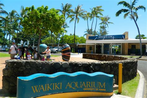 Oahu aquarium. Top ways to experience Waikiki Aquarium and nearby attractions. Diamond Head Luau at the Waikiki Aquarium. 135. Dinner and Show Tickets. from. $175.00. per adult. Shaxi Diamond Head Hiking and Waikiki Tour. 10. 