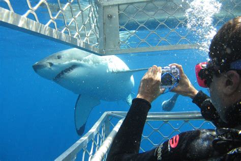 Oahu shark dive. From its gorgeous beaches to its towering volcanoes, Hawai’i is one of the most beautiful places on Earth. With year-round tropical weather and plenty of sunshine, the island chain... 