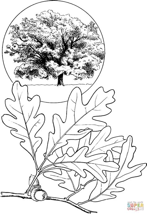 Oak Coloring