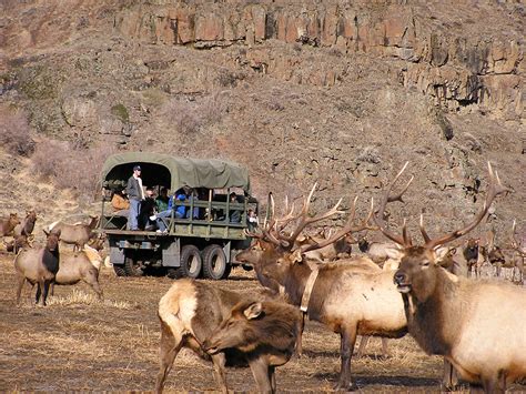 Oak Creek Big Horn Sheep Feeding Station - White Pass Scenic Byway