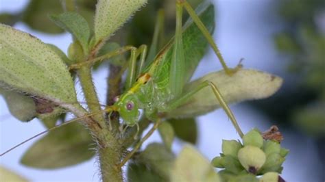 Oak bush-cricket The Wildlife Trusts