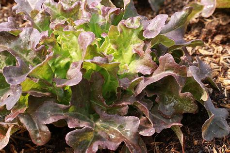 Oak leaf lettuce.  While generally grown as a leaf lettuce and picked at...