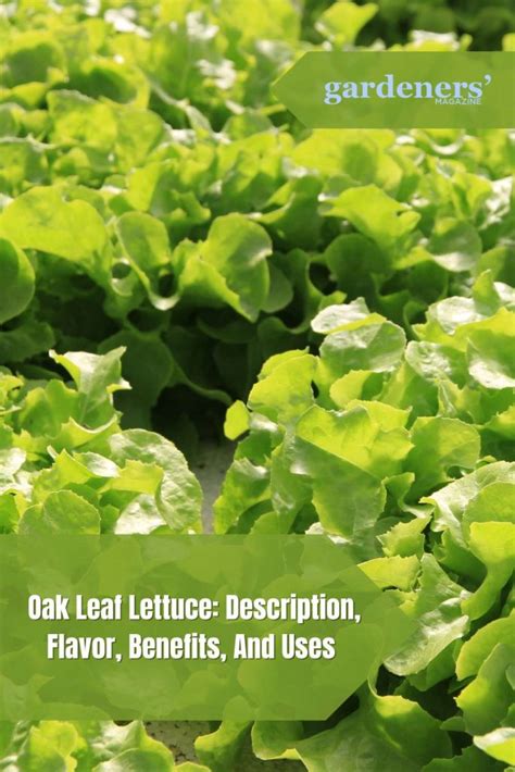 Oak leaf lettuce. Mechanics Free Download DOWNLOAD https://t.  This is due to the ...