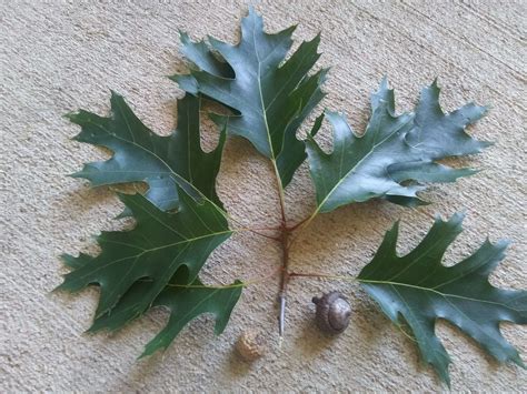 Oak trees identification. Oak Tree Identification by Leaves. Oak trees are divided into two groups, red oaks and white oaks, depending on several characteristics, including leaf shape. White oak tree leaves have lobes with rounded tips, while the red oak tree leaves have lobes that come to a sharp point. Therefore, by looking at the shape of the lobes, you can … 