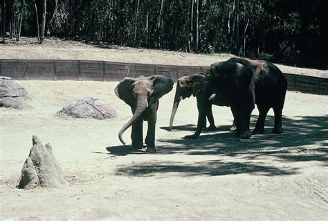 Oakland Zoo elephant, Lisa, dies at 46
