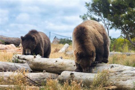 Oakland Zoo unveils a chocolate bar full of what grizzly bears love to eat