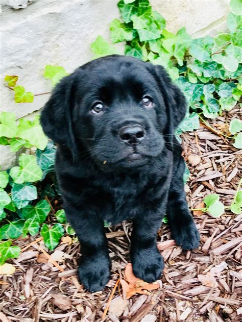 Oakley's Ohio Labradors, Zanesville, Ohio. 12,855 likes · 977 talking about this. Small rural family raising AKC Lab puppies - with love. Raised in our home. OFA/Pennhip/Embark. 