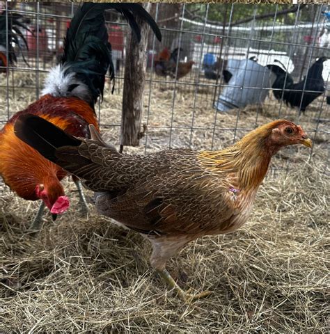 Oakridge Gamefarm Hens for sale. Free auction that has everything you need. Gamefowl Poultry Supplies, Oakridge Gamefarm. 