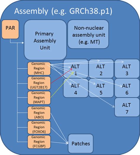 Oar_v4.0 - oviAri4 - Genome - Assembly - NCBI