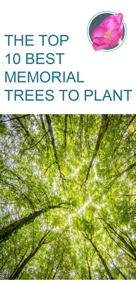 Obituaries in vermont.  To plant trees in memory, please visit the Sympathy Store.  First and...