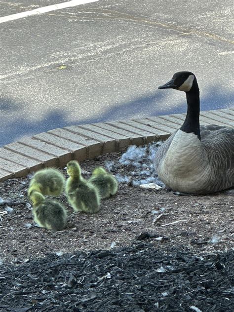 Obituaries mackey mortuary.  Mackey Funerals and Cremations at Woodlawn Me...