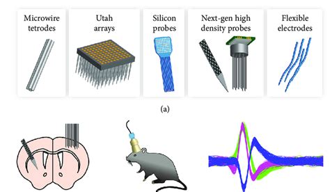 Objective: Electrophysiological recordings of