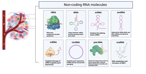 Objective: MicroRNAs are small non-coding