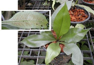 Observaciones sobre el asplenium grevillii de la flora ecuatoriana. - Study guide organic chemistry paula bruice.