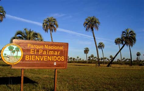 Observaciones sobre la ictiofauna del parque nacional el palmar. - Toyota workshop manual landcruiser 80 series 1hz.