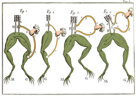 Observations on Animal Electricity 1797 by John Vaughan