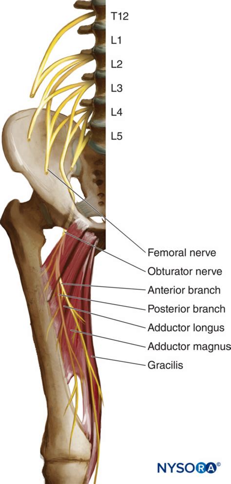 Obturator Nerve: Anatomy & Function - Cleveland Clinic