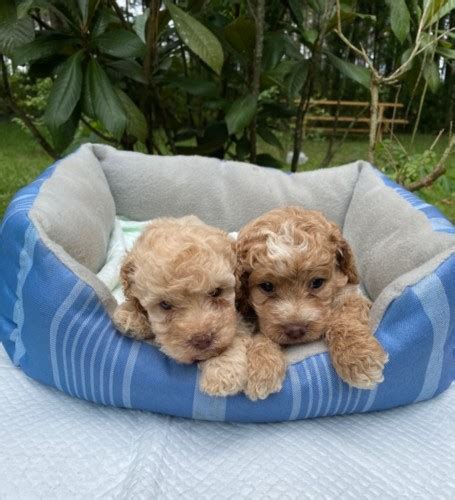 ocala pets - craigslist 1 - 120 of 355 Poodle pups · Dunnellon · 10/25 pic Golden Retriever Pups - low monthly payments if needed · Ocala/Belleview · 10/25 pic Sweet 12 week old …. 