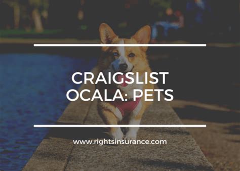 Ocala pets - craigslist. Things To Know About Ocala pets - craigslist. 