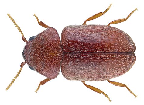 Occurrence of cigarette beetle, Lasioderma serricorne (Fabricius ...