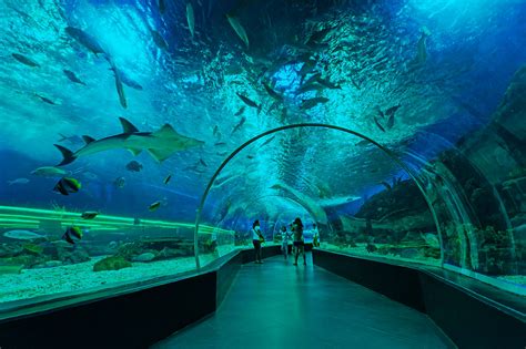 Ocean park manila. Things To Know About Ocean park manila. 