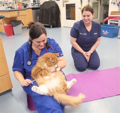 Ocean state veterinary specialists. Things To Know About Ocean state veterinary specialists. 