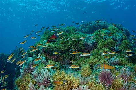 Oceana and Seas At Risk urge Spain to create 50 marine sanctuaries to safeguard and restore key ecosystems