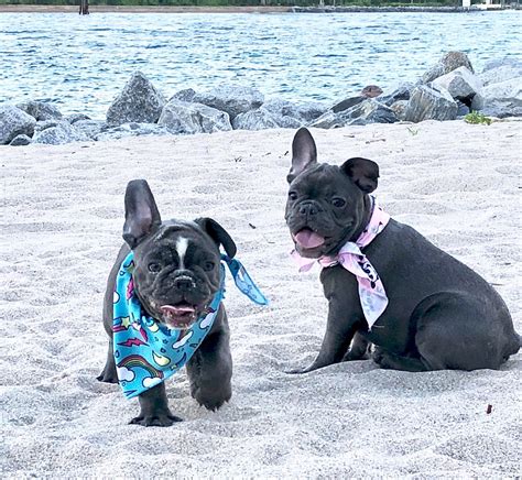 Oceanside frenchies. 110 views, 4 likes, 1 loves, 2 comments, 1 shares, Facebook Watch Videos from Oceanside Frenchies: Nikita she cannot live without her nightly daddy cuddles! #frenchiesofinstagram #frenchbulldog... 